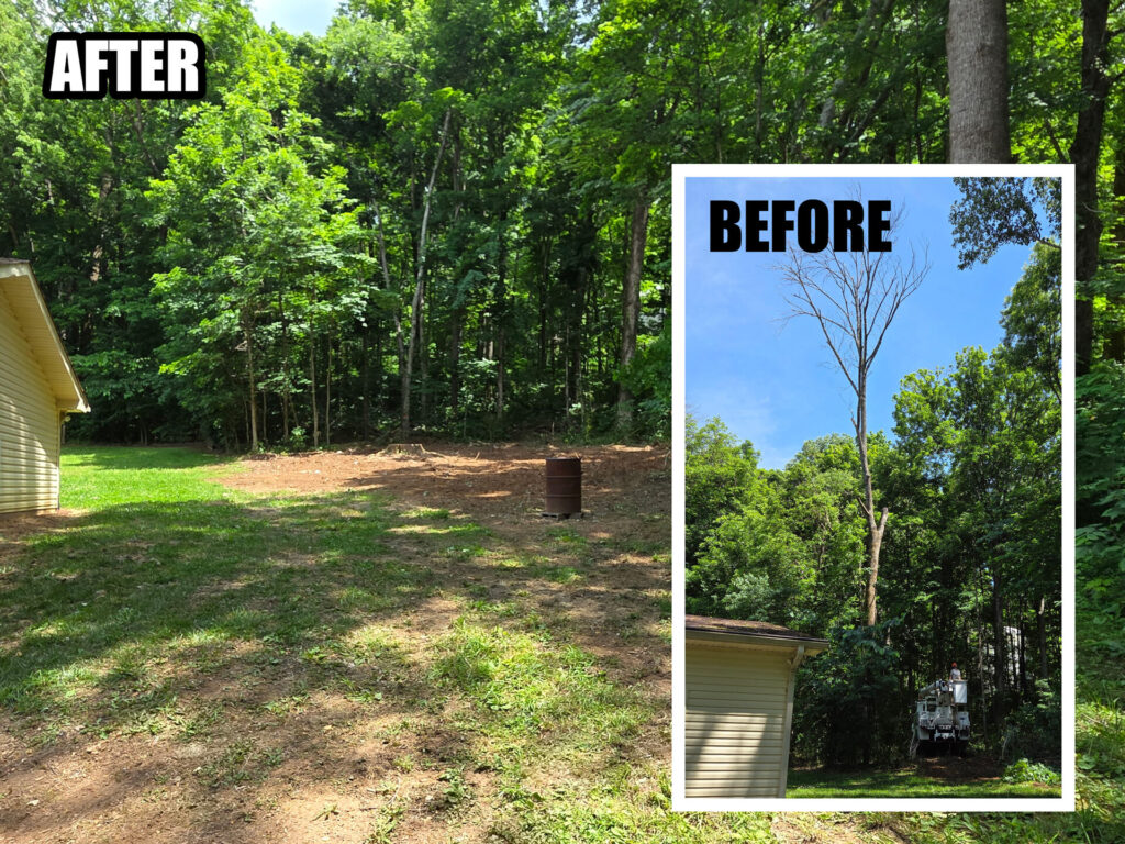 Large tree removal cost guidance in McMinnville, TN