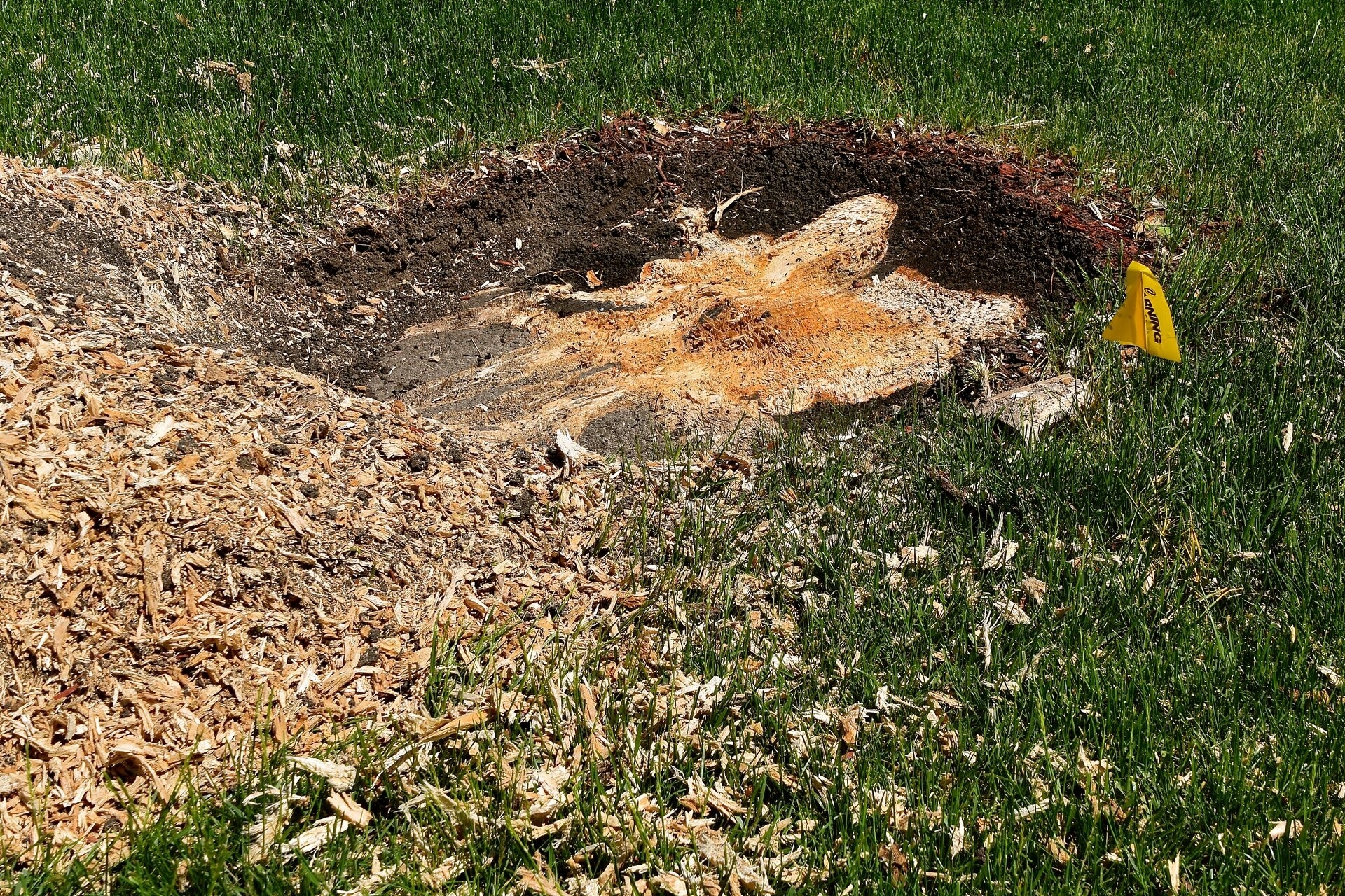 7 Signs It's Time to Clear Overgrown Property